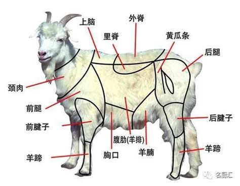 羊代表什麼